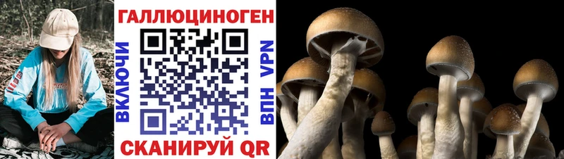 Галлюциногенные грибы Psilocybe  где купить наркоту  Котельники 